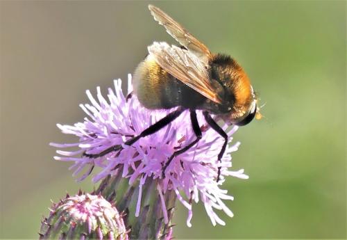 Réf. 263 852 : Criorhina berberina